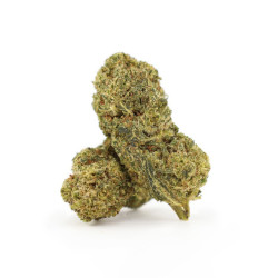 Flying Dutchman 25% THCA de la Sixty8 Romania