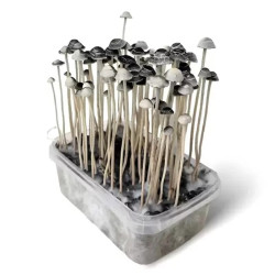 Kit de observație Mycelium Copelandia 1200 ml de la Sixty8 Romania